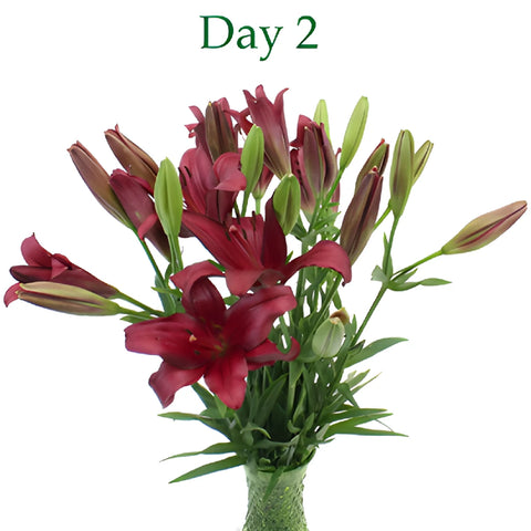 Cranberry Dust Hybrid Lilies