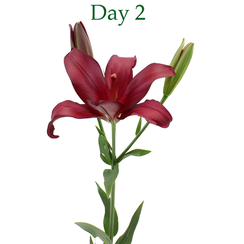 Cranberry Dust Hybrid Lilies