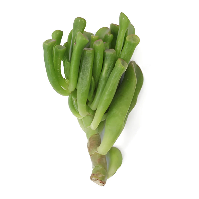 Crassula Gollum Designer Aloe