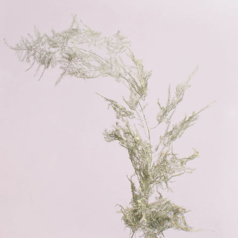 Asparagus Fern Cream Wholesale Greenery