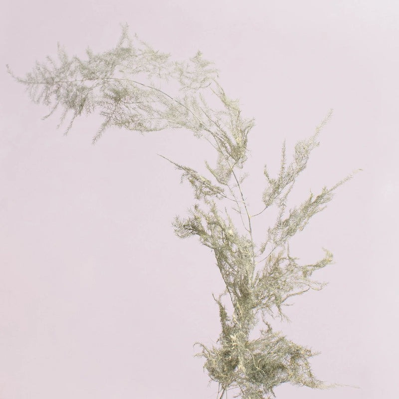 Asparagus Fern Cream Wholesale Greenery