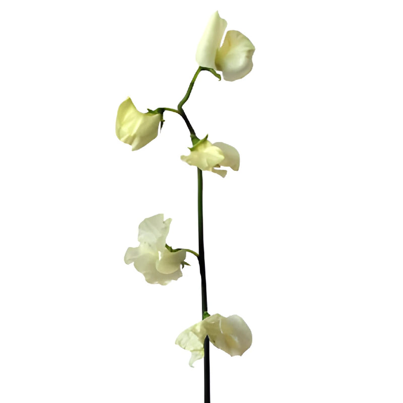 Cream Japanese Sweet Pea Flowers