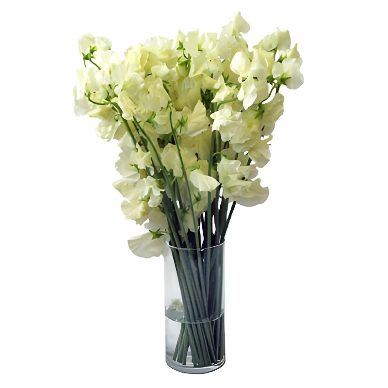 Cream Japanese Sweet Pea Flowers