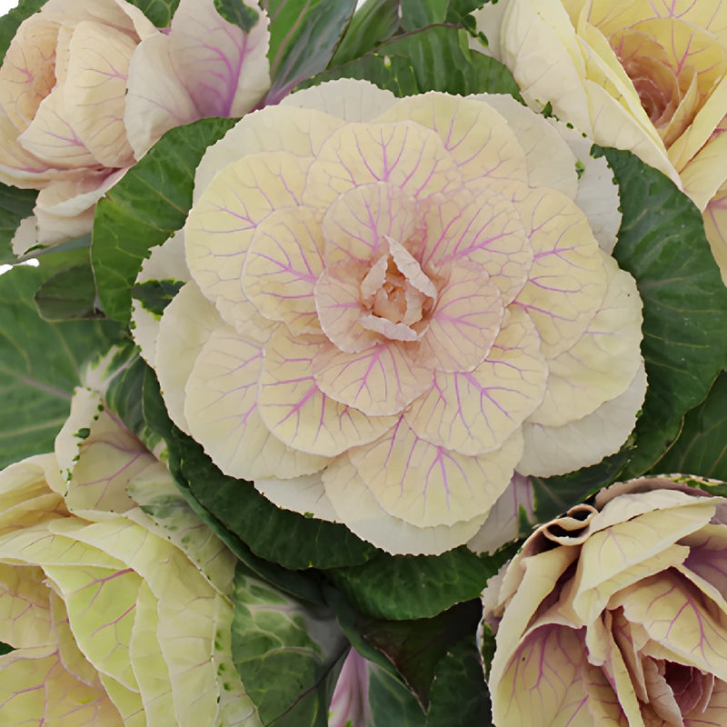 Cream Ornamental Kale Flowers