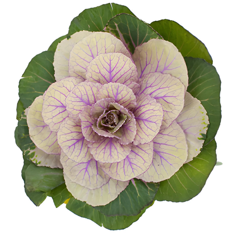 Cream Ornamental Kale Flowers