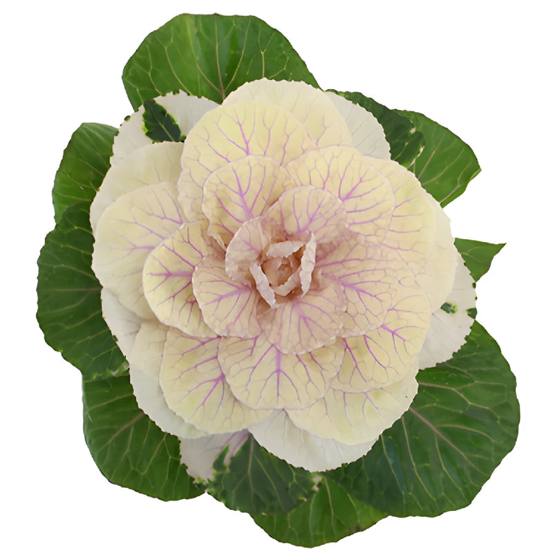 Cream Ornamental Kale Flowers