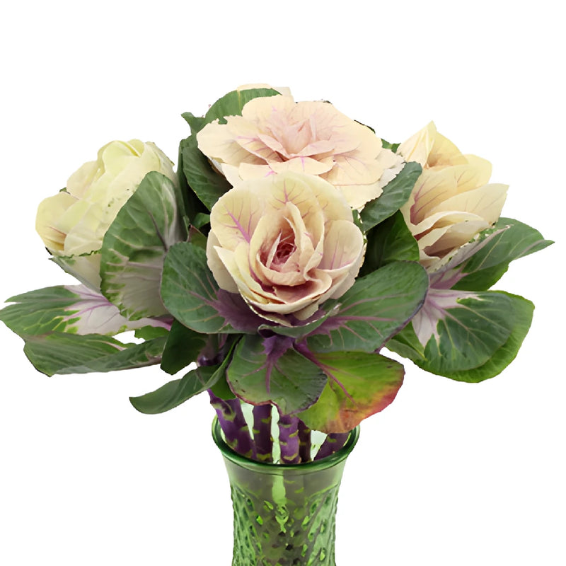 Cream Ornamental Kale Flowers