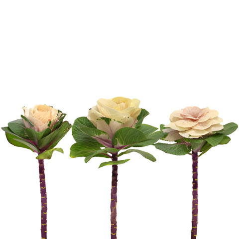 Cream Ornamental Kale Flowers