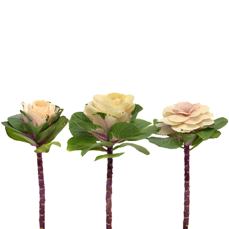 Cream Ornamental Kale Flowers