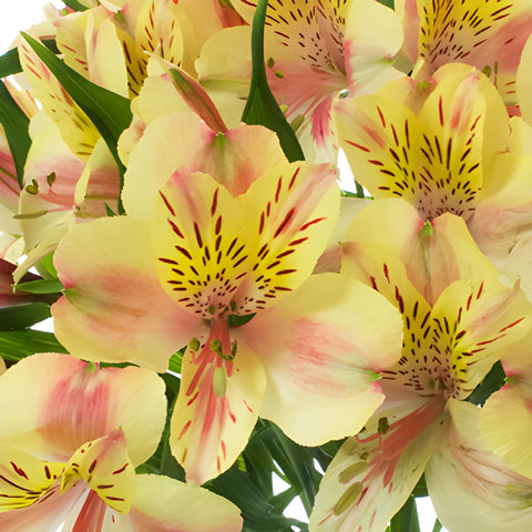 Creamy Blush Alstroemeria Flowers