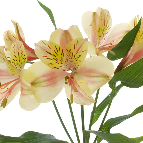 Creamy Blush Alstroemeria Flowers