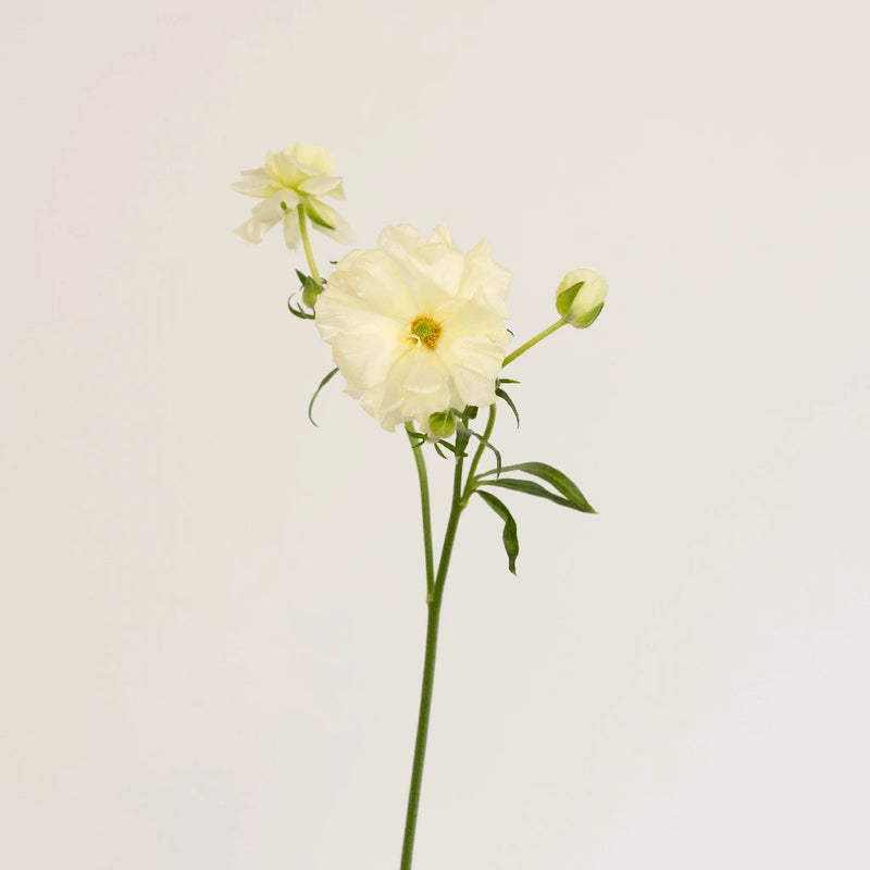 Creamy White Butterfly Ranunculus Flower Stem - Image