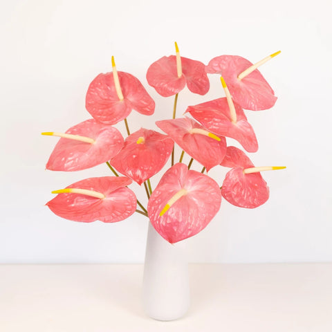 Anthurium Summer Crush Blush Tropical Flower Stem - Image
