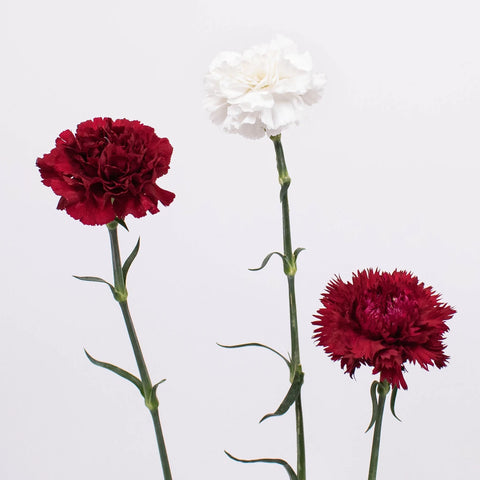 Red Burgundy White Carnation Flower Stem