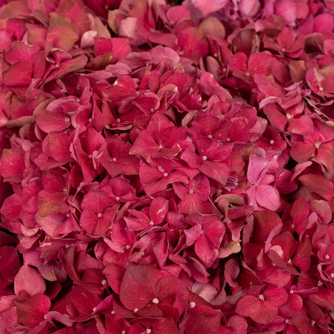Crimson Hydrangeas Close Up - Image