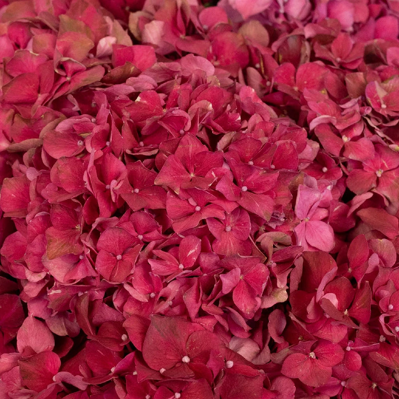 Crimson Hydrangeas Close Up - Image