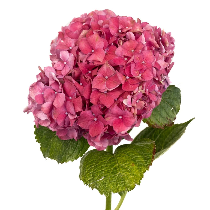 Crimson Hydrangeas Stem - Image