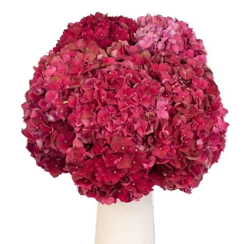 Crimson Hydrangeas Vase - Image