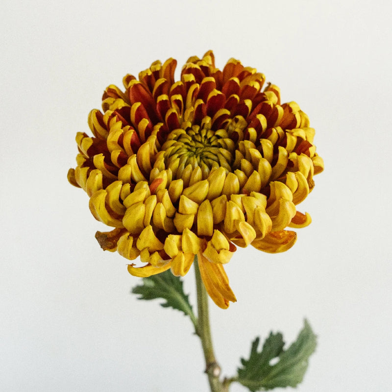 Crimson Spice Stem - Image