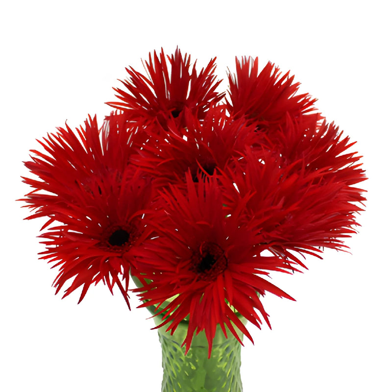 Crimson Spider Gerbera Daisy Flower