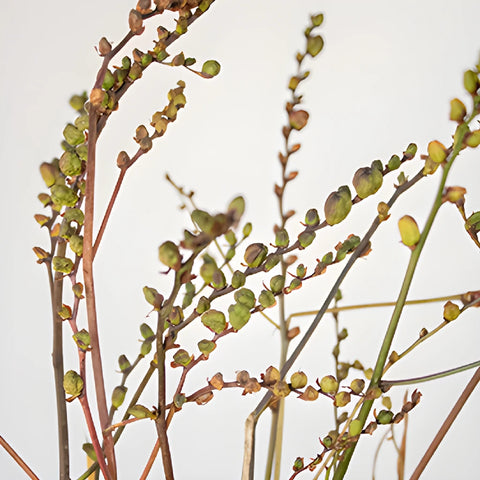 Crocosmia Pods