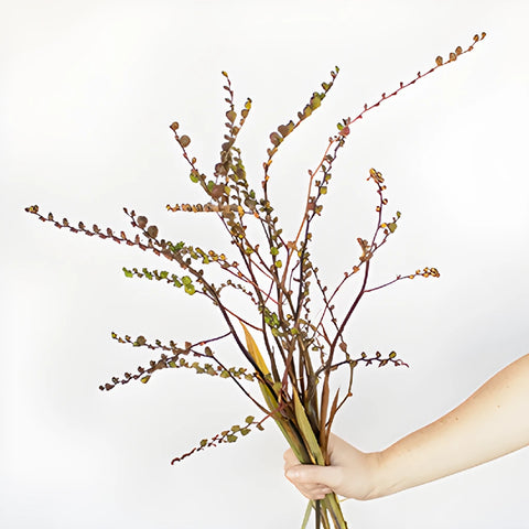 Crocosmia Pods