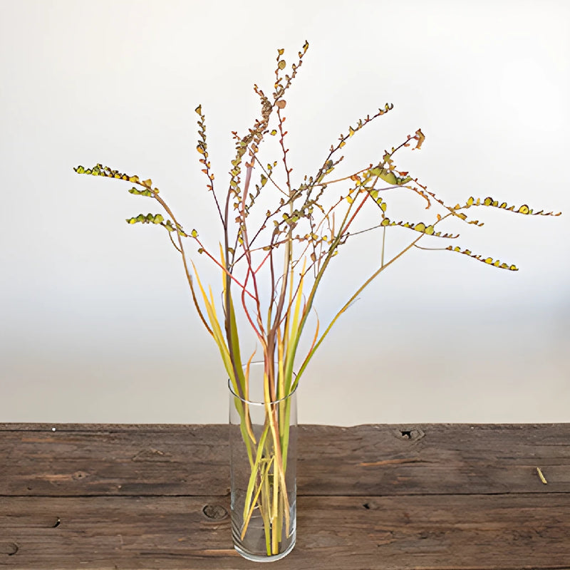 Crocosmia Pods