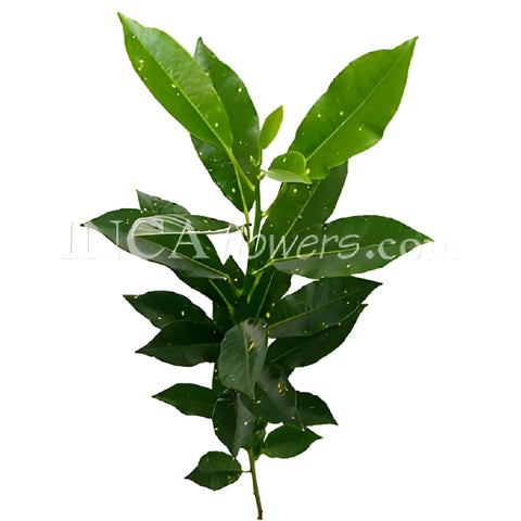 Croton Verde Greenery