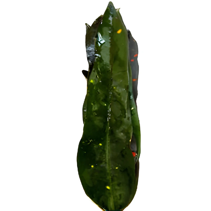 Croton Verde Greenery