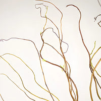 Curly Willow Branches