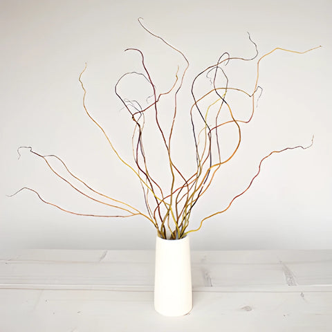 Curly Willow Branches