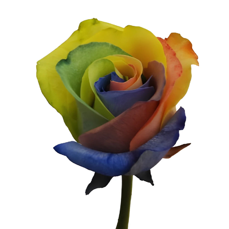 Custom Colors Rainbow Tinted Roses