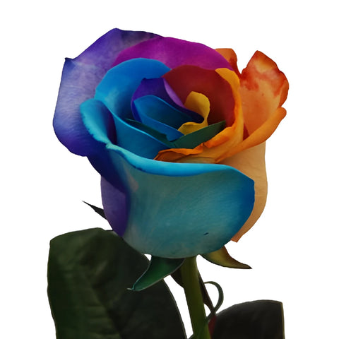 Custom Colors Rainbow Tinted Roses