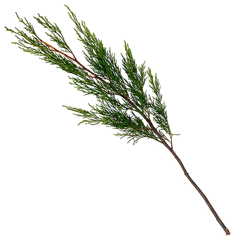 Cypress Greenery