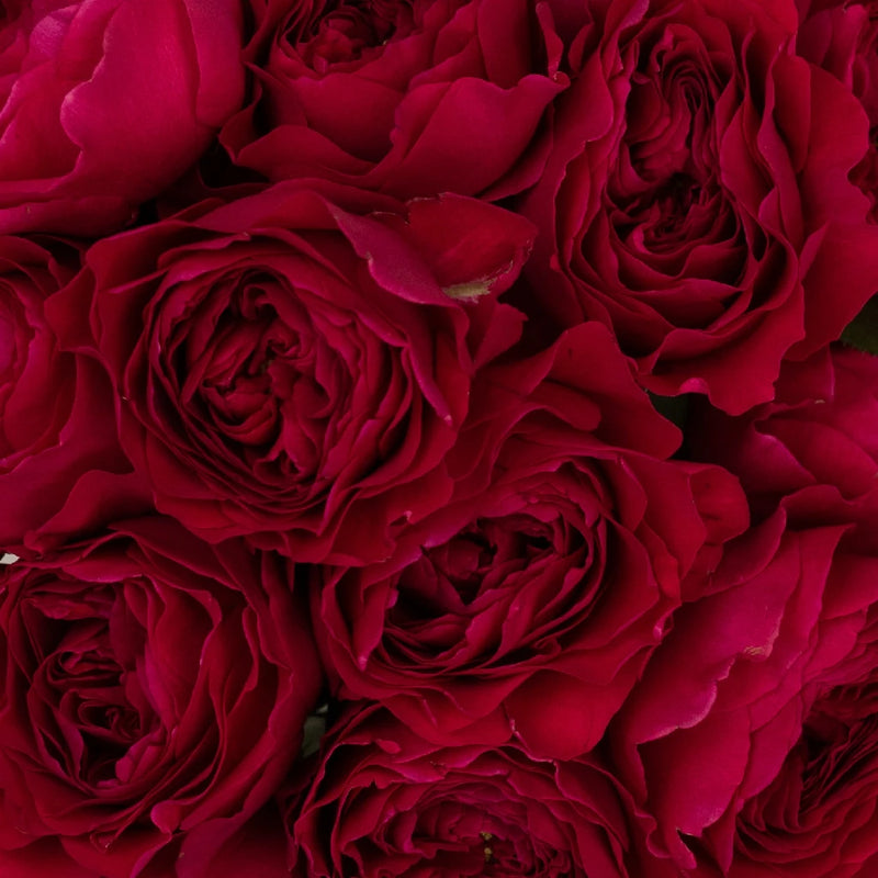 Buy Wholesale Darcey Rubine Red David Austin Garden Rose in Bulk -