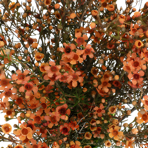 Dark Orange Tinted Wax Flowers