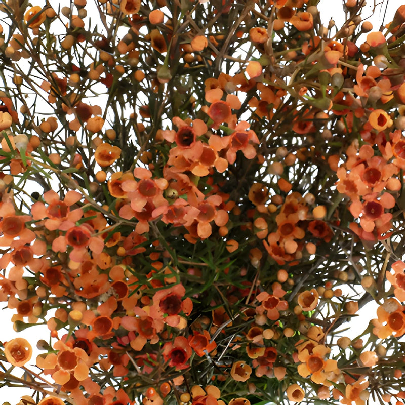 Dark Orange Tinted Wax Flowers