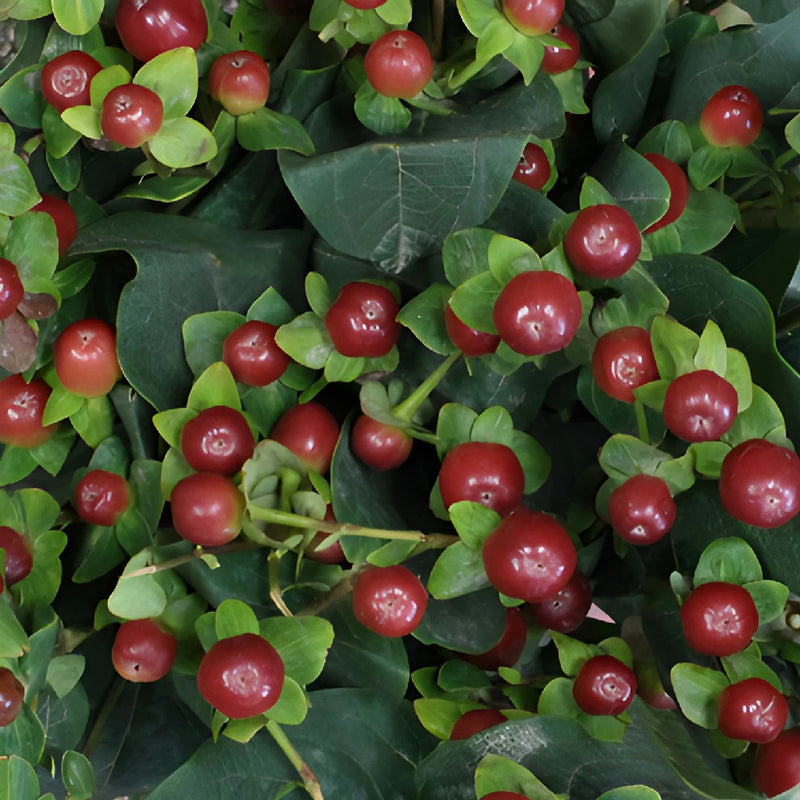 Antique Burgundy Designer Hypericum Berries
