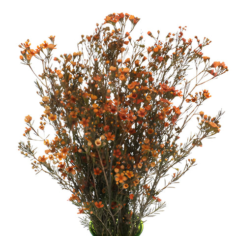 Dark Orange Tinted Wax Flowers