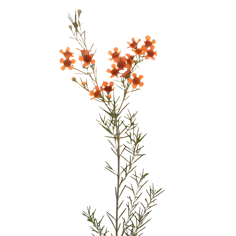 Dark Orange Tinted Wax Flowers