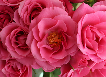 Lovely Lydia Dark Pink Roses Up Close