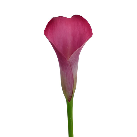 Dark Pink Mini Calla Lily Flower