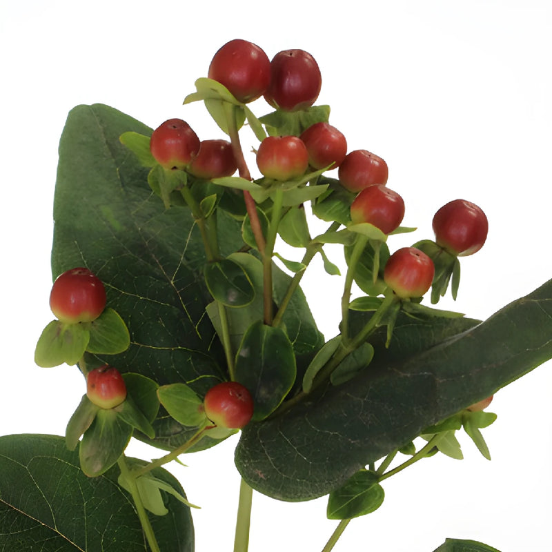 Antique Burgundy Designer Hypericum Berries