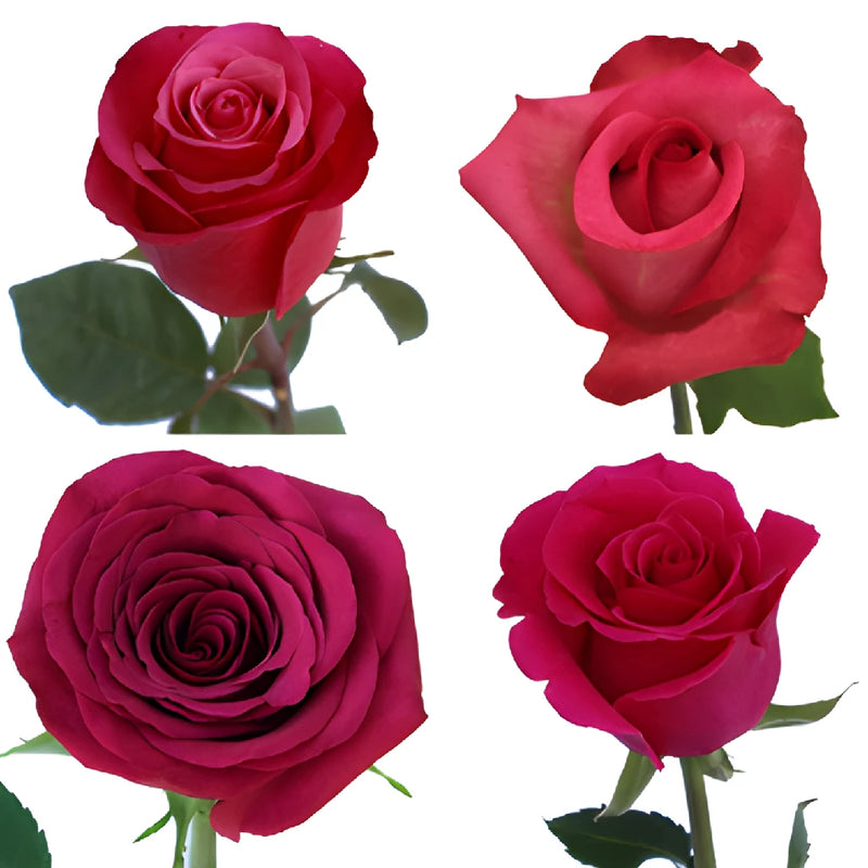 Dark Pink Roses