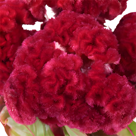 Dark Red Cockscomb Celosia Flowers