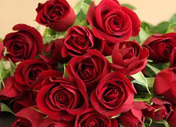 Dark Red Fresh Spray Roses