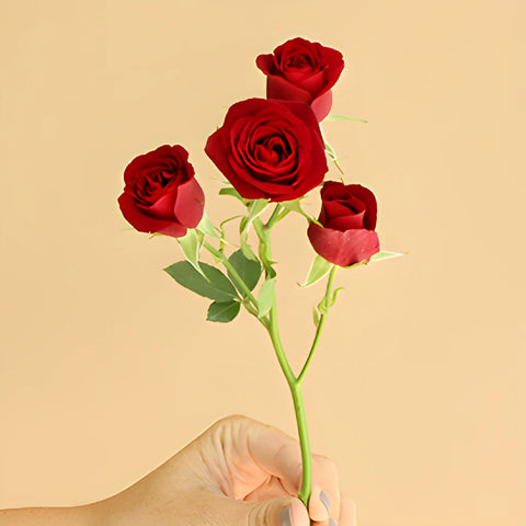 Dark Red Fresh Spray Roses