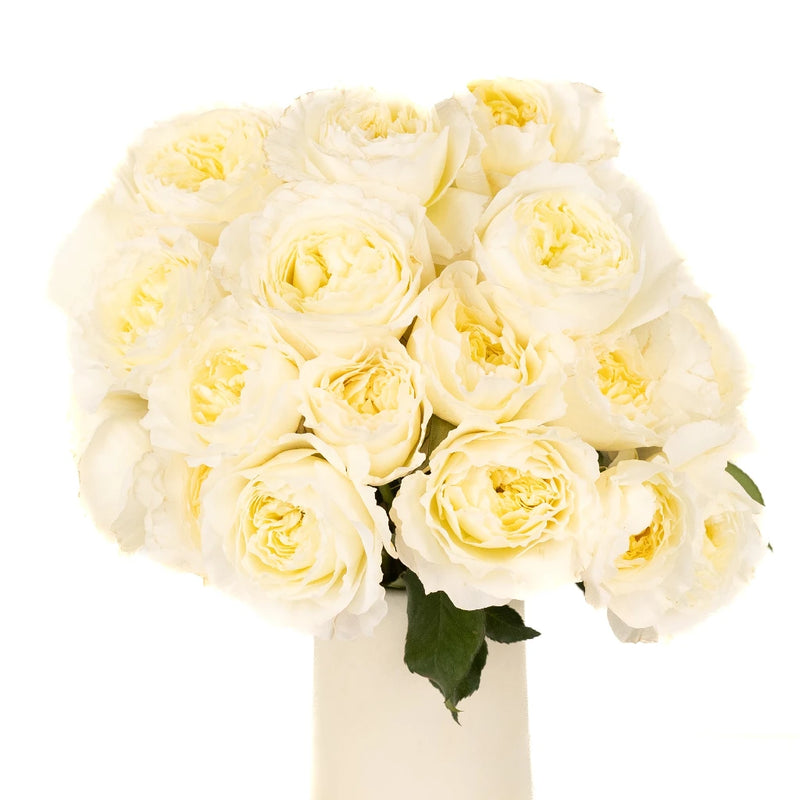 Patience Ivory Cream David Austin Garden Rose Vase - Image