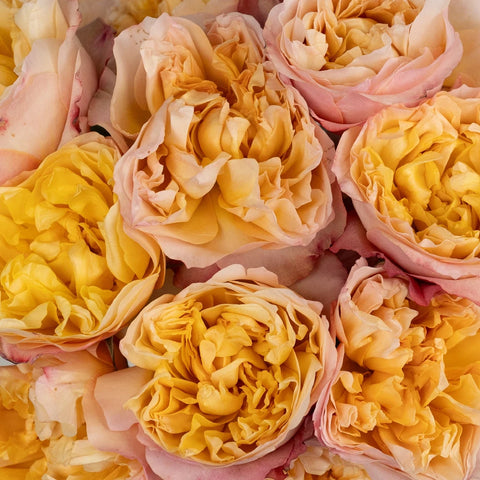 Lemon Chiffon David Austin Edith Garden Rose Close Up - Image