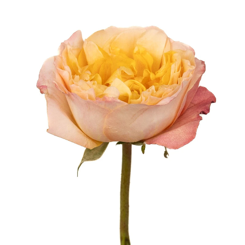 Lemon Chiffon David Austin Edith Garden Rose Stem - Image